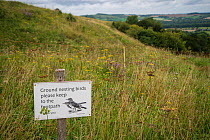 Sign warning of ground-nesting birds, Meadow pipits (Anthus pratensis), Old Winchester Hill National Nature Reserve, South Downs National Park, UK. August 2017.
