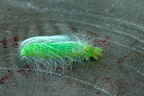 Miller moth (Acronicta leporina) caterpillar, Vendee, France, September.