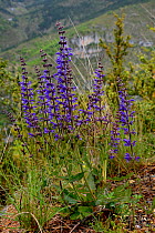 Meadow clary (Salvia pratensis) Causse Mejean, Tarn, France, May.