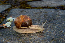 Roman snail (Helix pomatia) foraging, Lot, France, May.