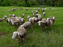 Lacaune sheep, which produce milk for Roquefort Cheese, Aveyron, France, May.