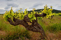 Grape vine, Cotes du Rhone, France, May.