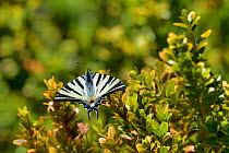 Scarce swallowtail (Iphiclides podalirius) on branch of Box (Buxus)  Lot, France, May.