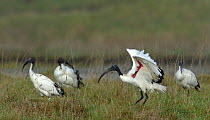 African sacred ibis (Threskiornis aethiopicus) Vendeen Marsh, France, November. Introduced species.