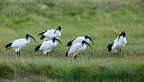African sacred ibis (Threskiornis aethiopicus) in grass, Vendee, France, September. Introduced species.