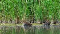 Coypu (Myocastor coypus) in water, Camargue, France, May. Introduced species.