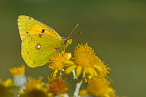 Dark clouded yellow butterfly (Coleas crocea) on flower, Vendee, France, October.