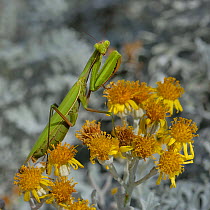 European mantis (Mantis religiosa) on flower (Jacobaea maritima) Vendee, France, September