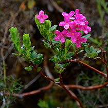 Garland flower (Daphne cneorum) Tarn, France, May.