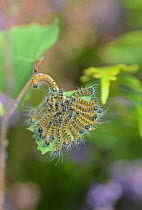Buff-tip moth (Phalera bucephala) caterpillars clustered on Birch leaf. Surrey, UK. August 2017.