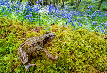European common frog (Rana temporaria) with Bluebells (Hyacinthoides non-scripta) Clare Glen, Tandragee, County Armagh, Northern Ireland. May.