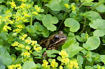 European common frog (Rana temporaria) hidden in vegetation, Clare Glen, Tandragee, County Armagh, Northern Ireland.