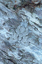 Grey dagger moth (Acronicta psi) camouflaged Banbridge, County Down, Northern Ireland.