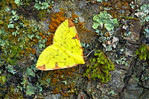 Brimstone moth (Opisthograptis luteolata)  Banbridge, County Down, Northern Ireland, June.