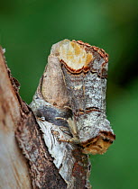 Buff tip moth (Phalera bucephala) Banbridge, County Down, Northern Ireland.