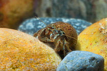 Common hermit crab (Pagurus bernhardus) in rock pool,  Ballywhoriskey Point, County Donegal, Northern Ireland.