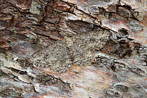 Engrailed moth (Ectropis crepuscularia) camouflaged on tree trunk, River Bann Banbridge, County Down, Northern Ireland.