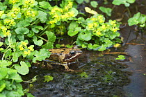 European common frog (Rana temporaria) Clare Glen,  County Armagh, Northern Ireland. April.