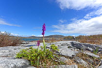 Early purple orchid, (Orchis mascula) Burren National Park, Mullaghmore, County Clare, Republic of Ireland. April.