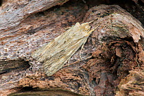 Pale pinion moth (Lithophane socia) camouflaged on wood, Banbridge, County Down, Northern Ireland.
