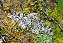 Peppered moth (Biston betularia) camouflaged among lichens,  Banbridge, County Down, Northern Ireland, June.