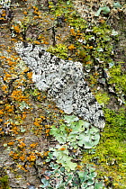 Peppered moth (Biston betularia) camouflaged among lichens,  Banbridge, County Down, Northern Ireland, June.