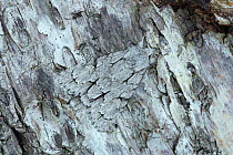 Grey dagger moth (Acronicta psi) Banbridge, County Down, Northern Ireland. June 2013.