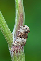 Nut tree tussock moth (Colocasia coryli) County Down, Northern Ireland.