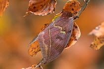 Saturniid moth (Automeris excreta) female, Guatemala.