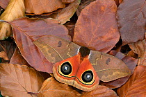 Saturniid moth (Automeris excreta) camouflaged in leaf litter, Guatemala.