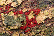 Beech woodwart  fungus (Hypoxylon fragiforme) on beech tree bark, Castle Coole Estate, County Fermanagh, Northern Ireland. October.