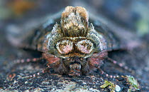 The Spectacle moth (Abrostola tripartita) Banbridge, County Down, Northern Ireland.