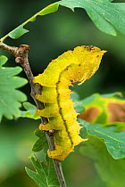 Saturniid moth (Eacles ormondei) caterpillar, Izabal, Guatemala, Central America