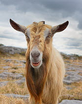 Feral goat (Capra aegagrus) Burren National Park, County Clare, Republic of Ireland, April.