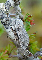 Puss moth (Cerura vinula) near Lough Bunny, County Clare, Republic of Ireland. April. Small repro only.