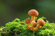 Sulphur tuft mushroom (Hypholoma fasciculare) Clare Glen, County Armagh, Northern Ireland. October.
