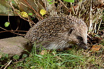 Hedgehog (Erinaceus europaeus) entering a suburban garden from the next door garden by squeezing under a fence, Chippenham, Wiltshire, UK, August.  Taken with a remote camera trap. Property released.