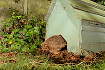 Hedgehog (Erinaceus europaeus) emerging from a hedgehog house at night in a suburban garden, Chippenham, Wiltshire, UK, September.  Taken with a remote camera trap. Property released,
