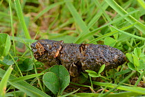 Hedgehog (Erinaceus europaeus) faeces on a suburban lawn with undigested insect parts visible, Chippenham, Wiltshire, UK, September.