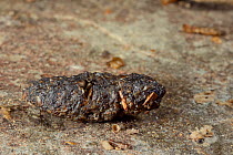 Hedgehog (Erinaceus europaeus) faeces on a garden path with undigested insect parts visible, Chippenham, Wiltshire, UK, September.