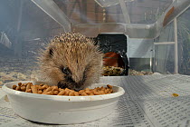 Hedgehog (Erinaceus europaeus) feeding on meat-based hedgehog pellets in a home-made hedgehog feeder box with a narrow entrance designed to exclude cats and foxes, at night, suburban garden, Chippenha...