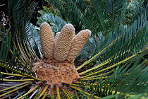 RF - Cycad (Encephalartos friderici-guilielmi) cones, Kirstenbosch Gardens, Cape Town, South Africa (This image may be licensed either as rights managed or royalty free.)