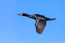 Cape Cormorant (Phalacrocorax capensis) in flight, Betty's Bay, Western Cape, South Africa