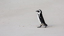 African Penguin (Spheniscus demersus), Boulders Beach, Cape Town, South Africa