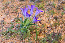 Babiana ecklonii, near Kamieskroon, Western Cape, South Africa