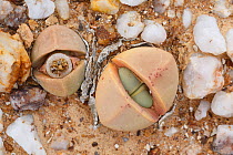 Endemic Stone plant (Argyroderma delaetii), also known as Bababoudjes (Babies' bottoms), growing among quartz pebbles in the Knersvlakte, Western Cape, South Africa