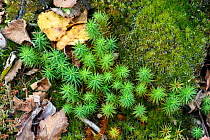 Common haircap moss (Polytrichum commune), Whitelye Common, Monmouthshire, Wales, UK