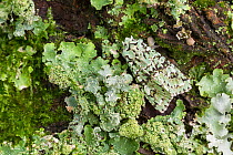 Merveille-du-Jour moth (Dichonia aprilina), camouflaged on lichen, Monmouthshire, Wales, UK