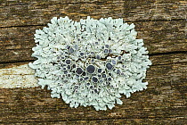 Lichen (Physcia aipolia), growing on fence pole. Catbrook, Monmouthshire, September
