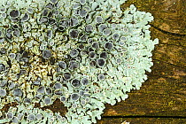 Lichen (Physcia aipolia) growing on fence pole. Catbrook, Monmouthshire, Wales, UK, September
